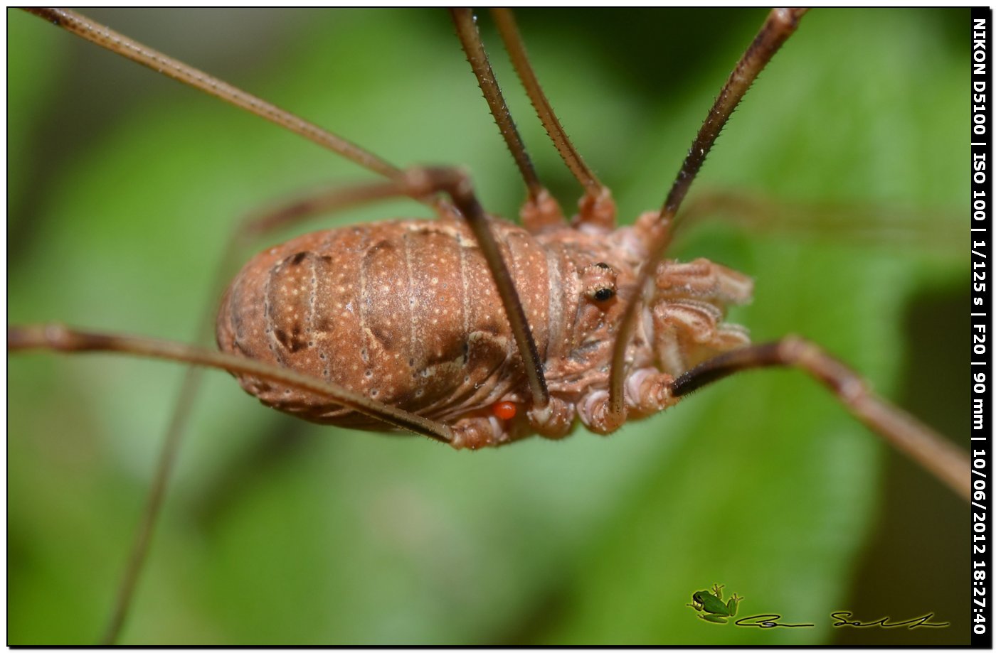 Dasylobus argentatus  da Villanova Monteleone 148